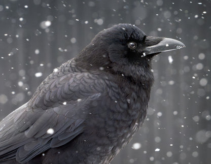 City Crow Calendar