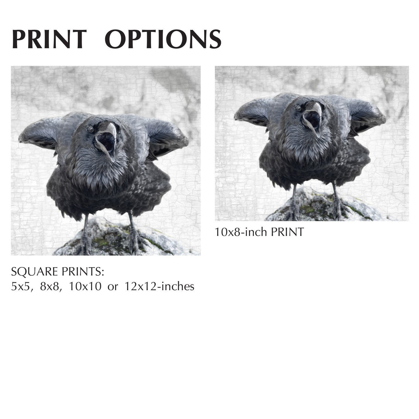 ELBOWS UP - Fine Art Print, Raven Portrait Series