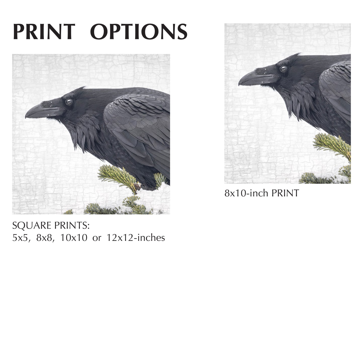 ENTER RAVEN, STAGE RIGHT - Fine Art Print, Raven Portrait Series