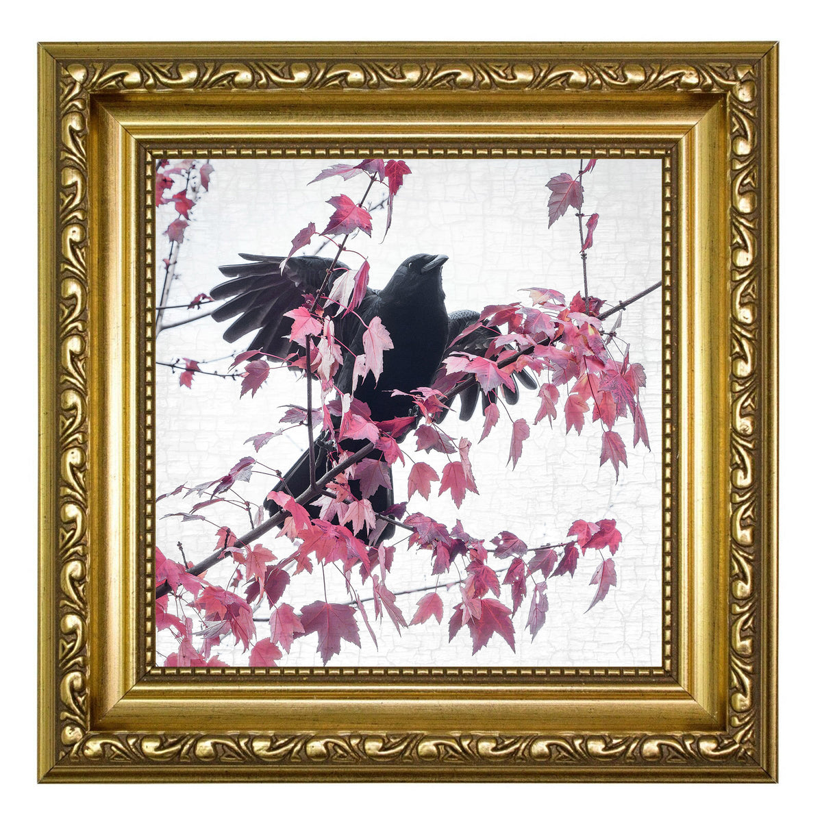 FALL FIREWORKS - Fine Art Print, Crow Portrait Series