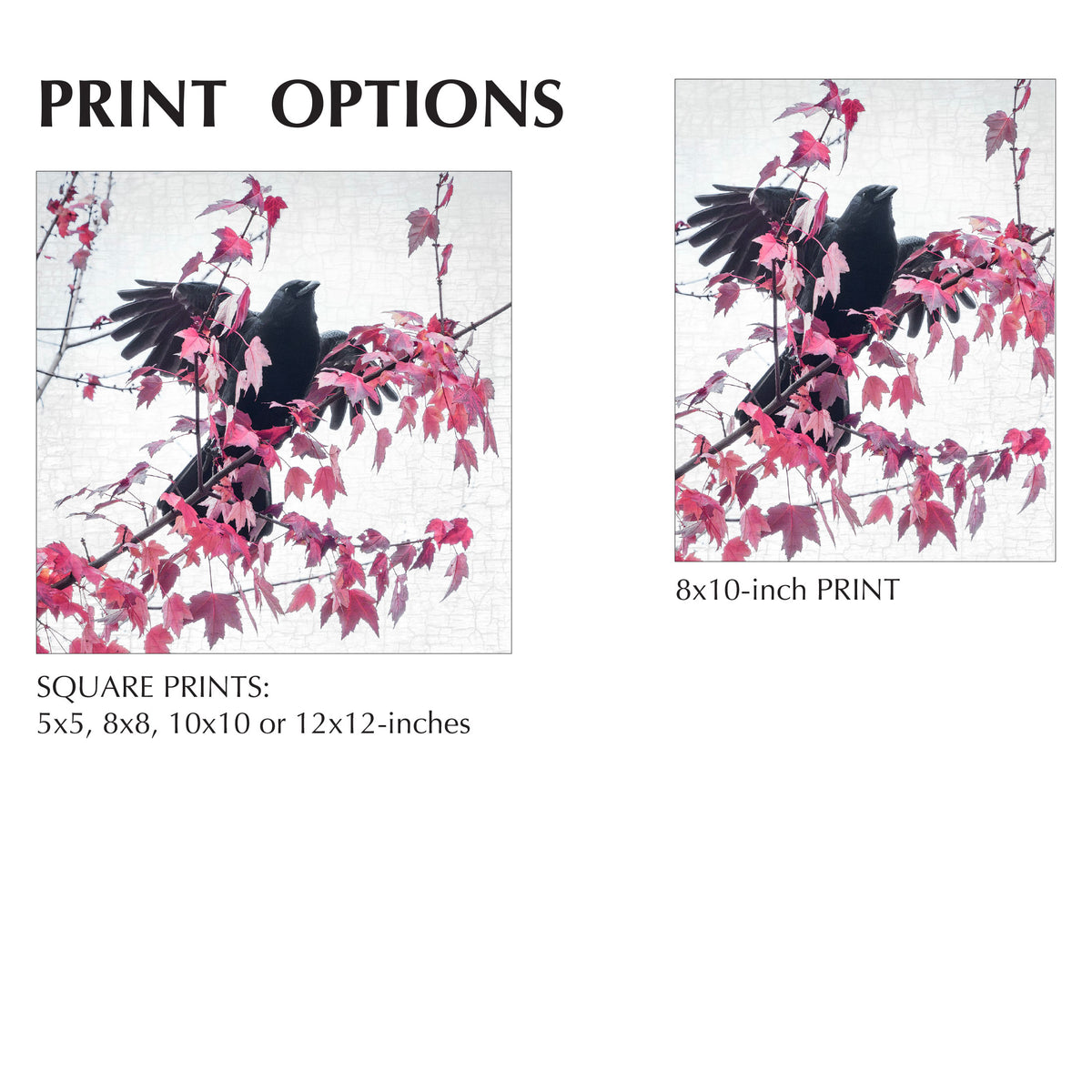 FALL FIREWORKS - Fine Art Print, Crow Portrait Series