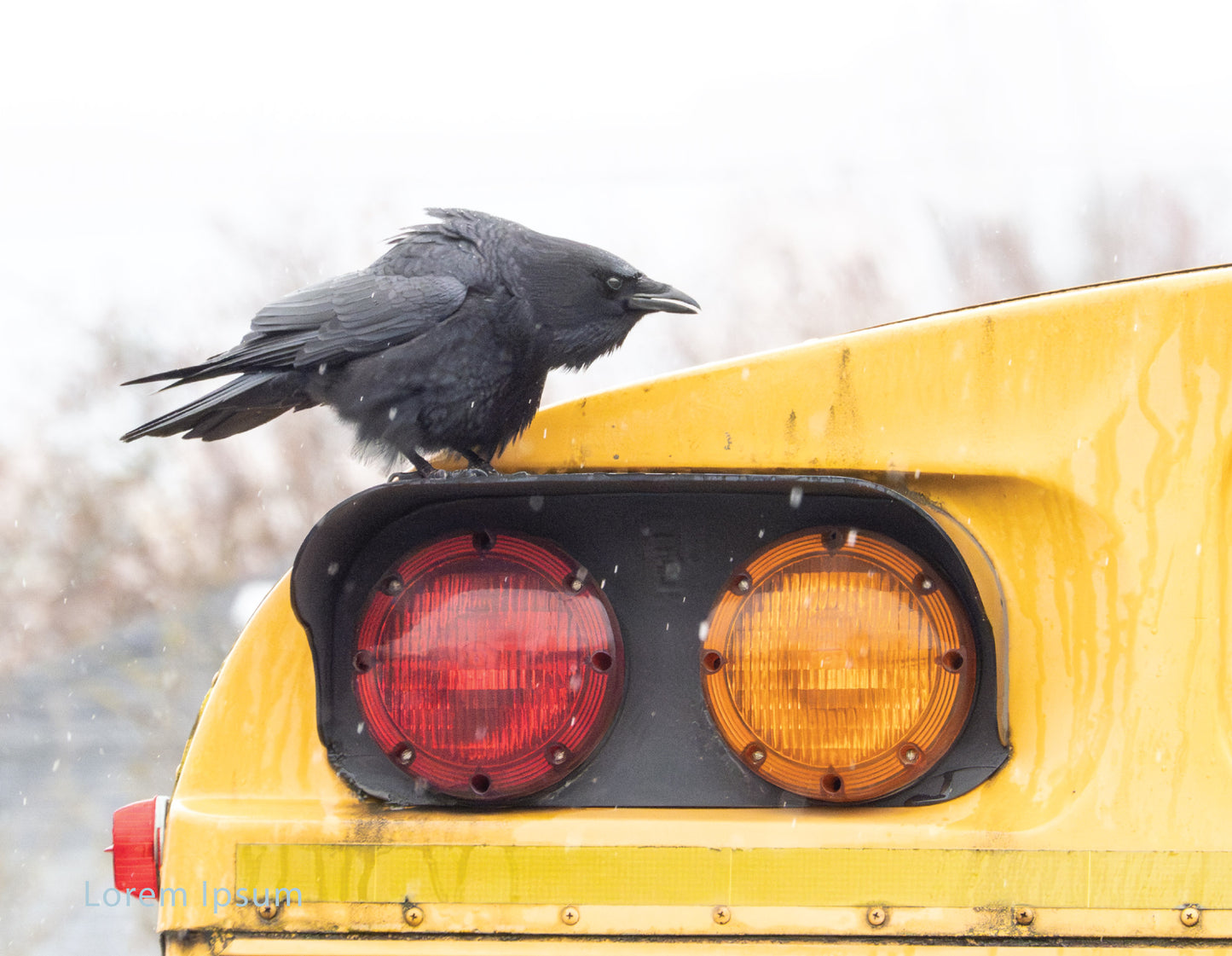 City Crow Calendar