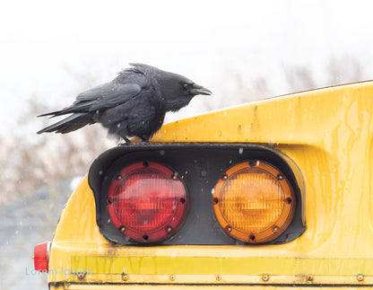 City Crow Calendar