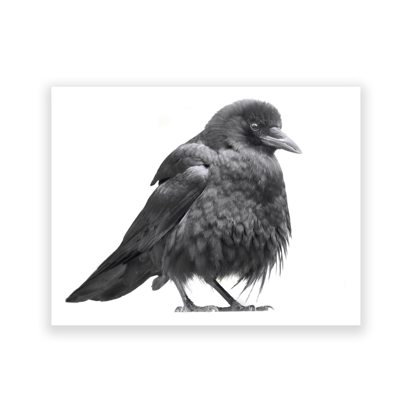 Set of 12 CROW CHARACTERS Postcards by June Hunter