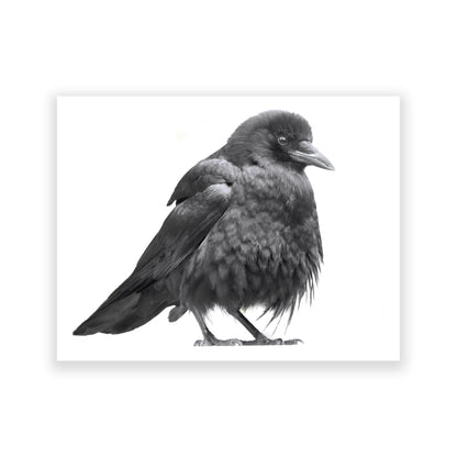 Set of 12 CROW CHARACTERS Postcards by June Hunter
