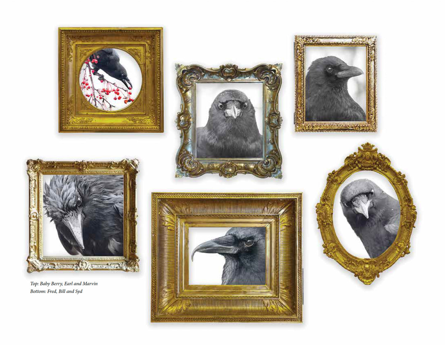 CITY CROW CALENDAR 2027 — Wall Calendar