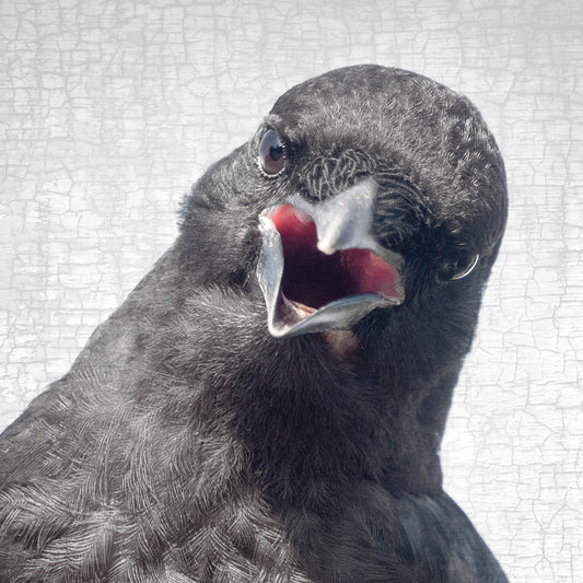 ALARM CLOCK CROW - Fine Art Print, Crow Portrait Series