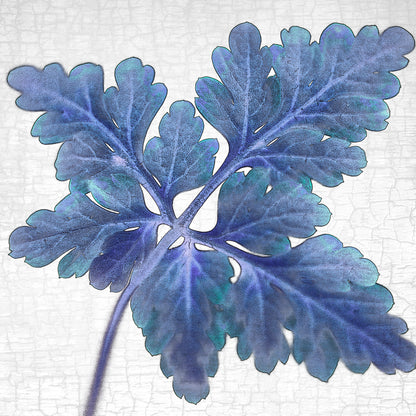 BLUE HERB ROBERT - Fine Art Print, Botanical Blueprint