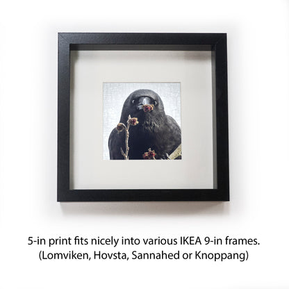 I GOT YOU FLOWERS ... - Fine Art Print, Crow Portrait Series