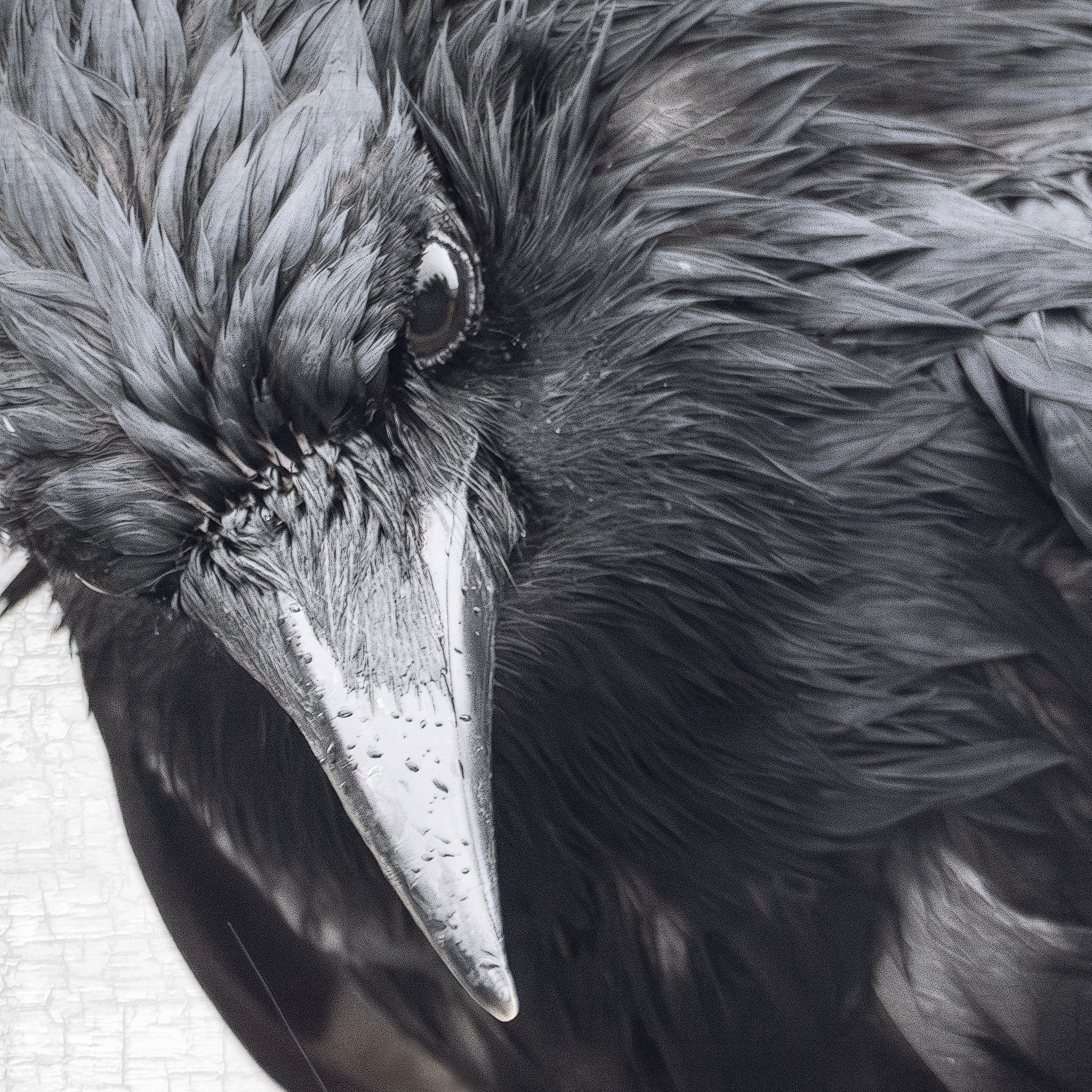 INTENSELY WET CROW - Fine Art Crow Photography Print
