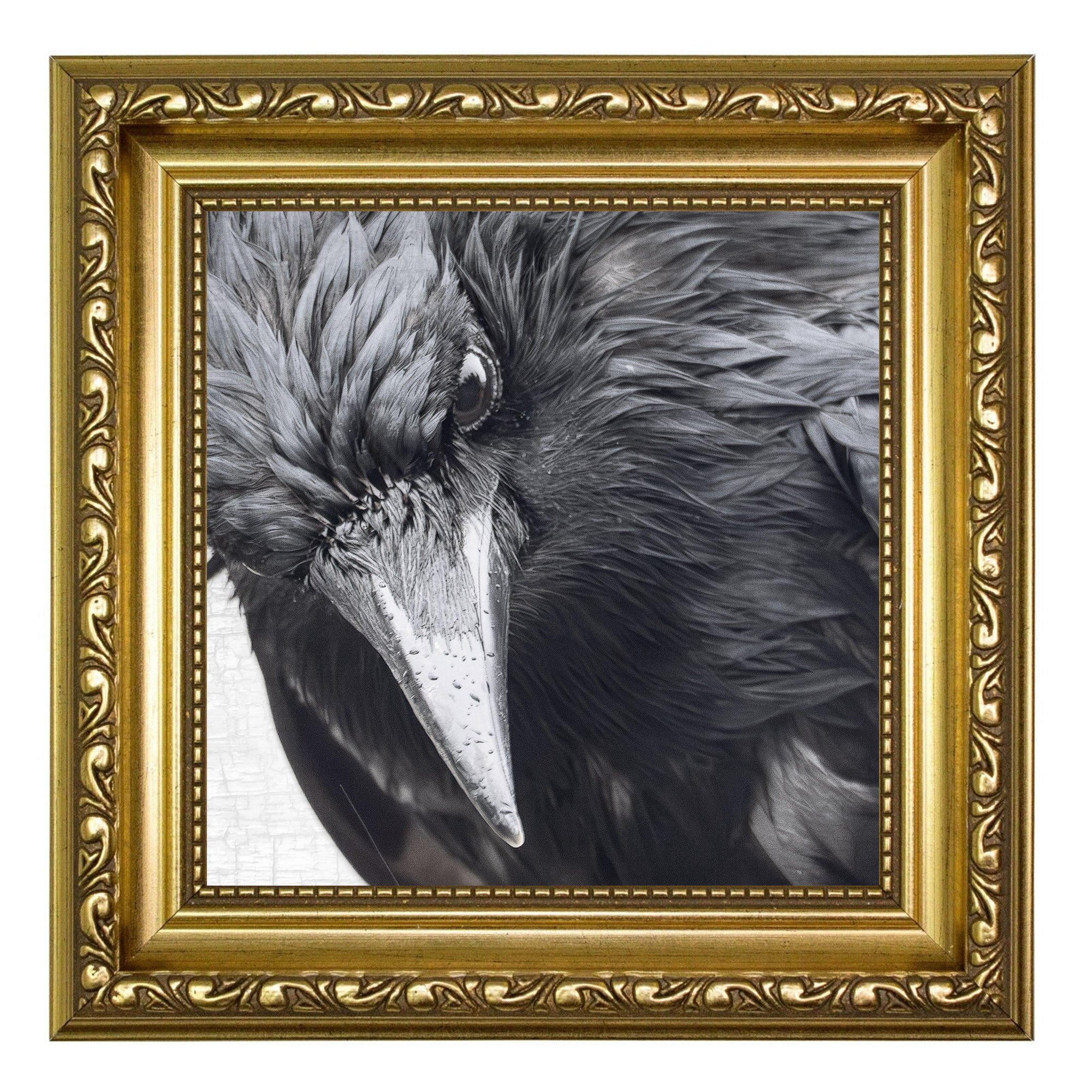 B4原画 crow INTENSELY WET CROW - Fine Art Crow Photography Print