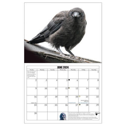 City Crow Calendar