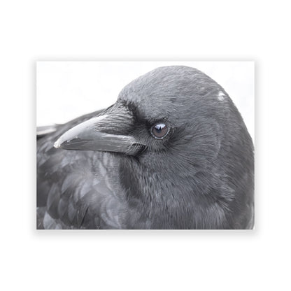 Set of 12 CROW CHARACTERS Postcards by June Hunter