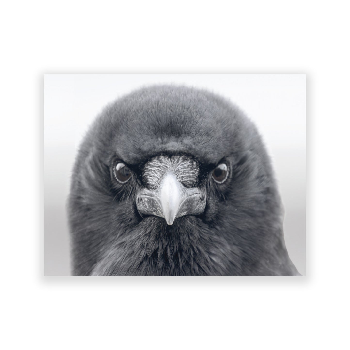 Set of 12 CROW CHARACTERS Postcards by June Hunter