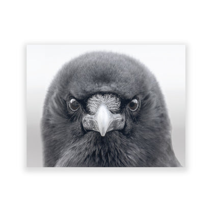 Set of 12 CROW CHARACTERS Postcards by June Hunter