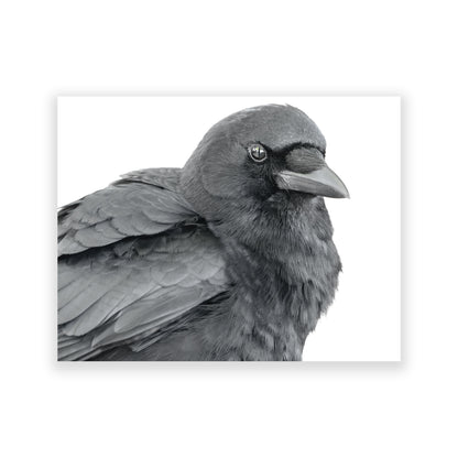 Set of 12 CROW CHARACTERS Postcards by June Hunter