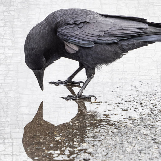 SELF-REFLECTION - Fine Art Print, Crow Portrait Series