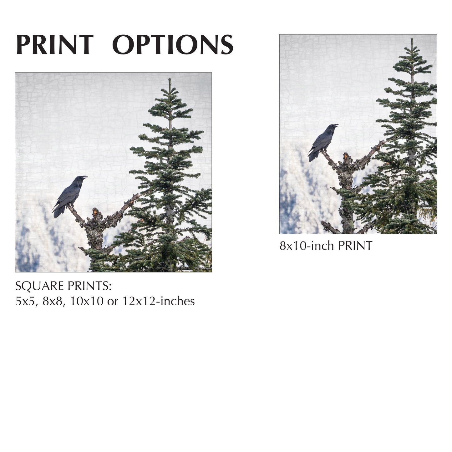 MORNING SONG - Fine Art Print, Raven Portrait Series