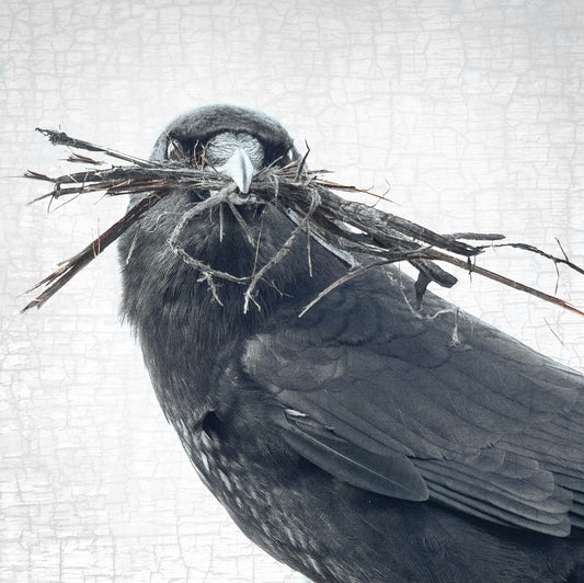 NESTING SEASON - Fine Art Print, Crow Portrait Series