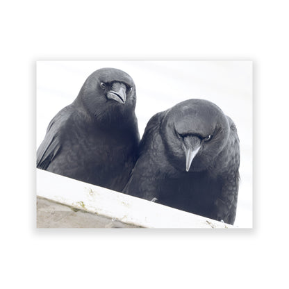 Set of 12 CROW CHARACTERS Postcards by June Hunter