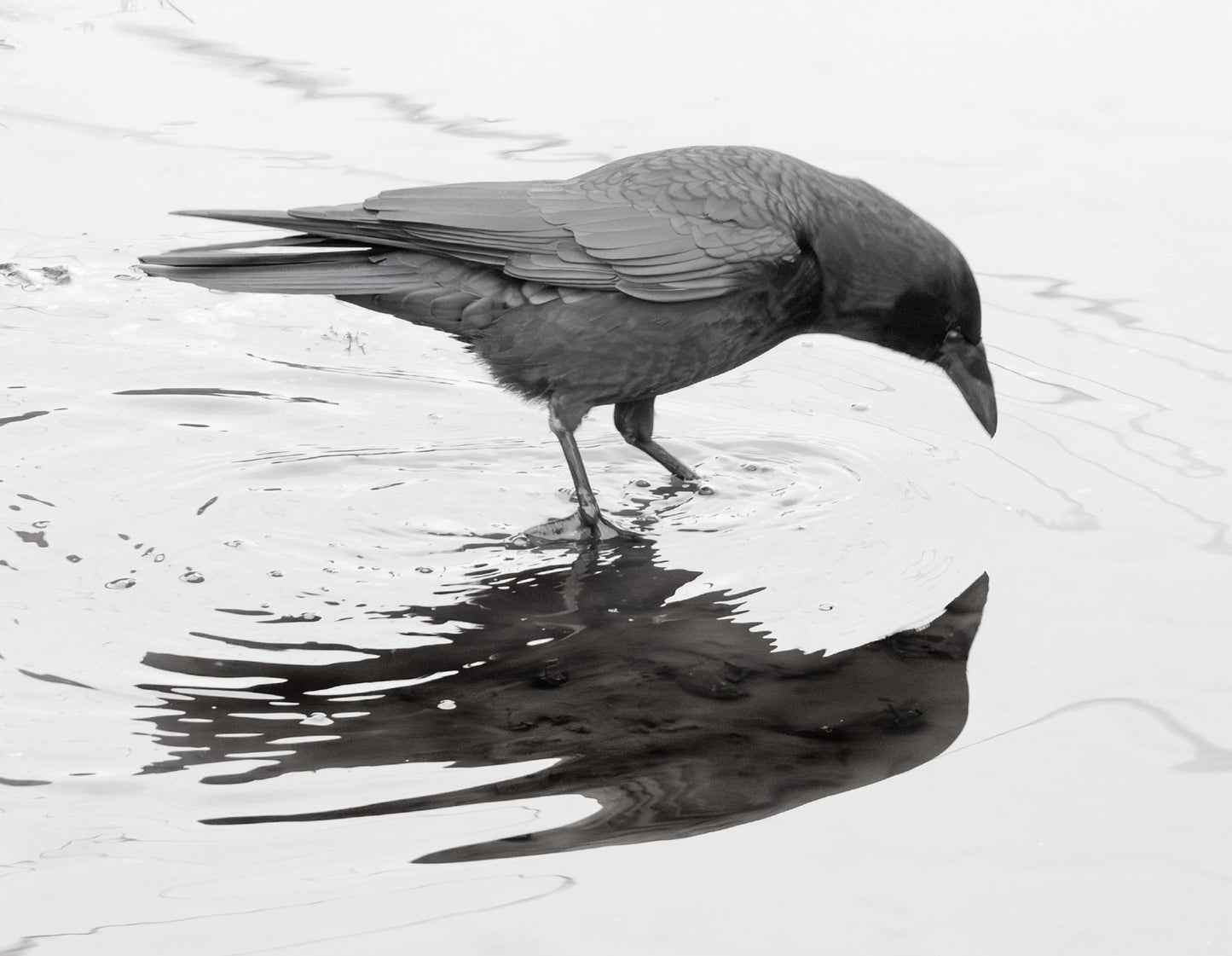 City Crow Calendar