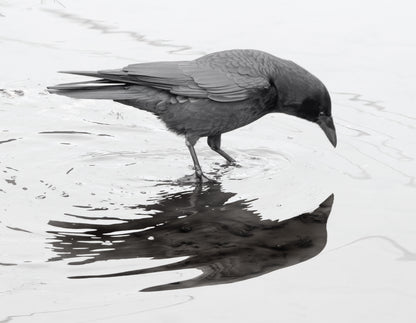 City Crow Calendar