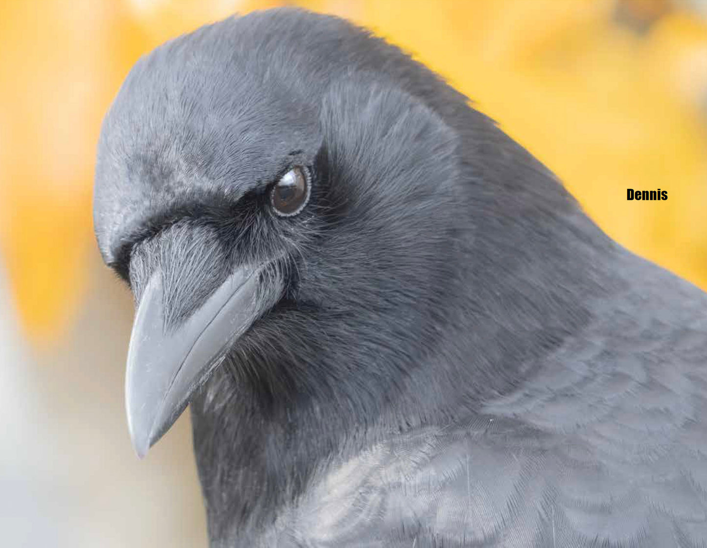 CITY CROW CALENDAR 2027 — Wall Calendar