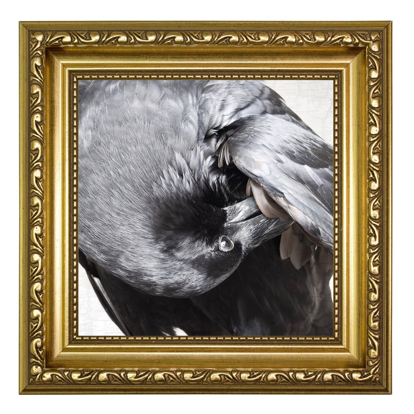 POPPY PREENS - Fine Art Print, Raven Portrait Series