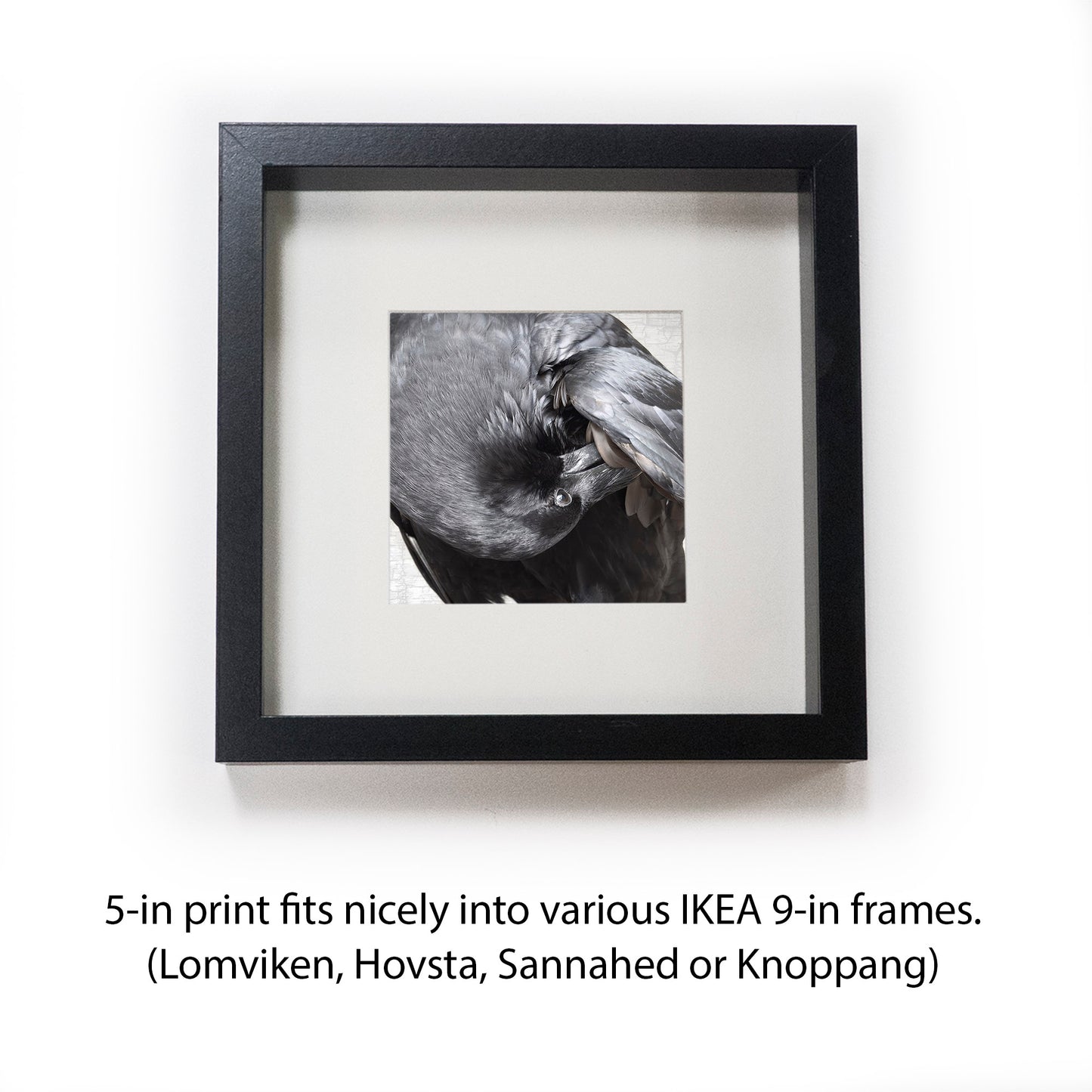 POPPY PREENS - Fine Art Print, Raven Portrait Series