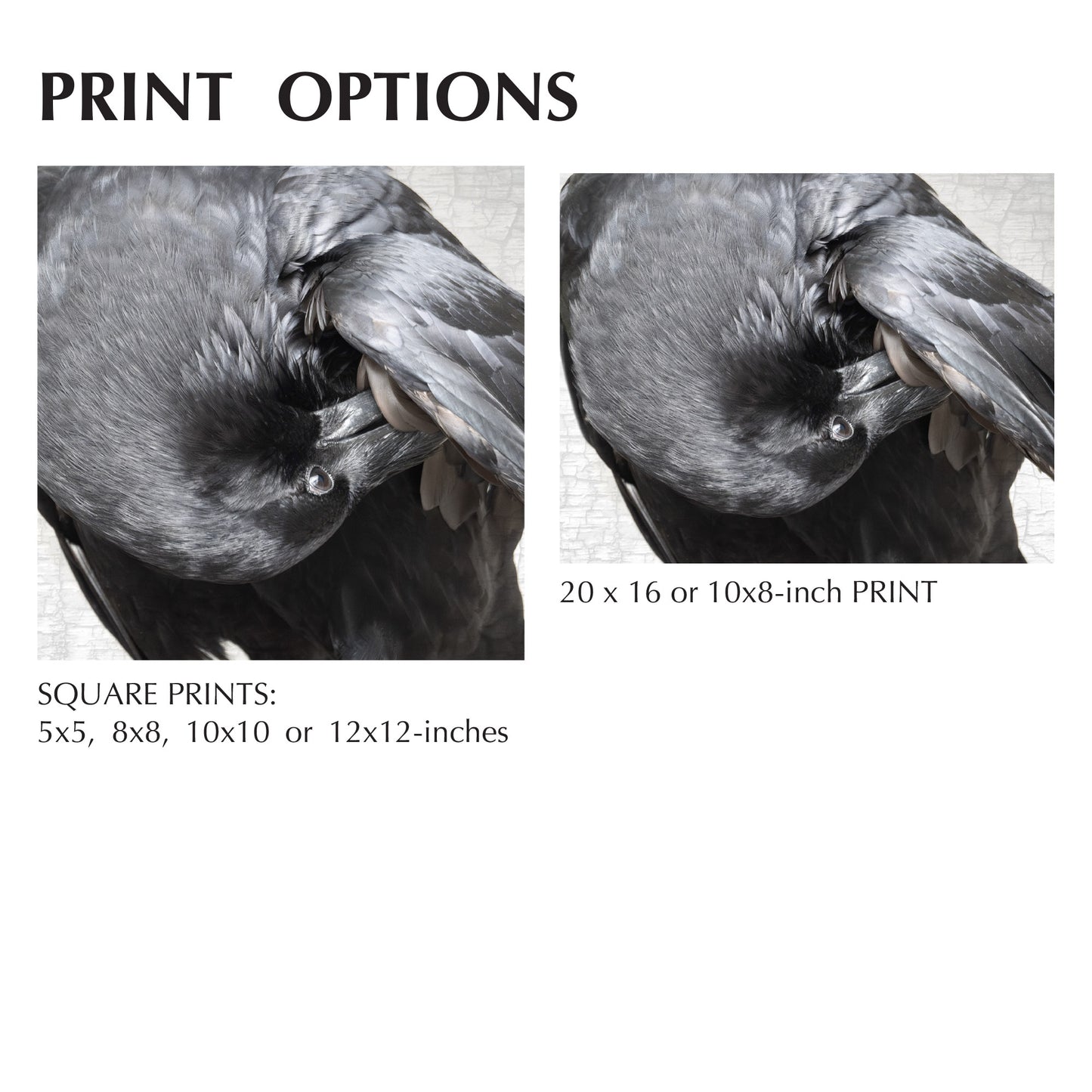 POPPY PREENS - Fine Art Print, Raven Portrait Series