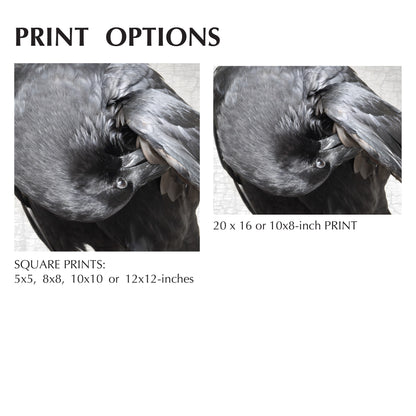 POPPY PREENS - Fine Art Print, Raven Portrait Series
