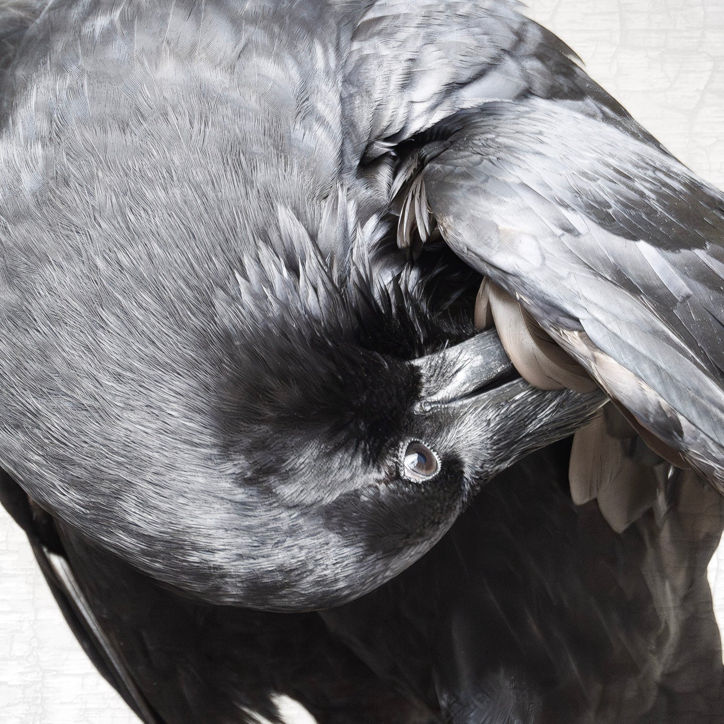 POPPY PREENS - Fine Art Print, Raven Portrait Series