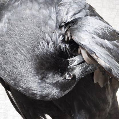 POPPY PREENS - Fine Art Print, Raven Portrait Series
