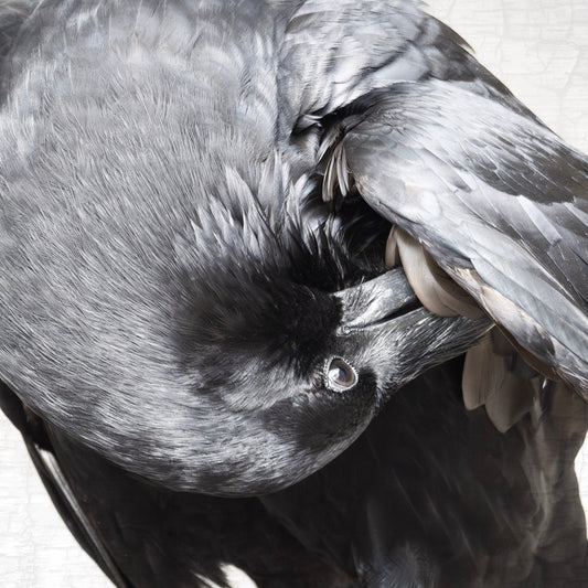 POPPY PREENS - Fine Art Print, Raven Portrait Series