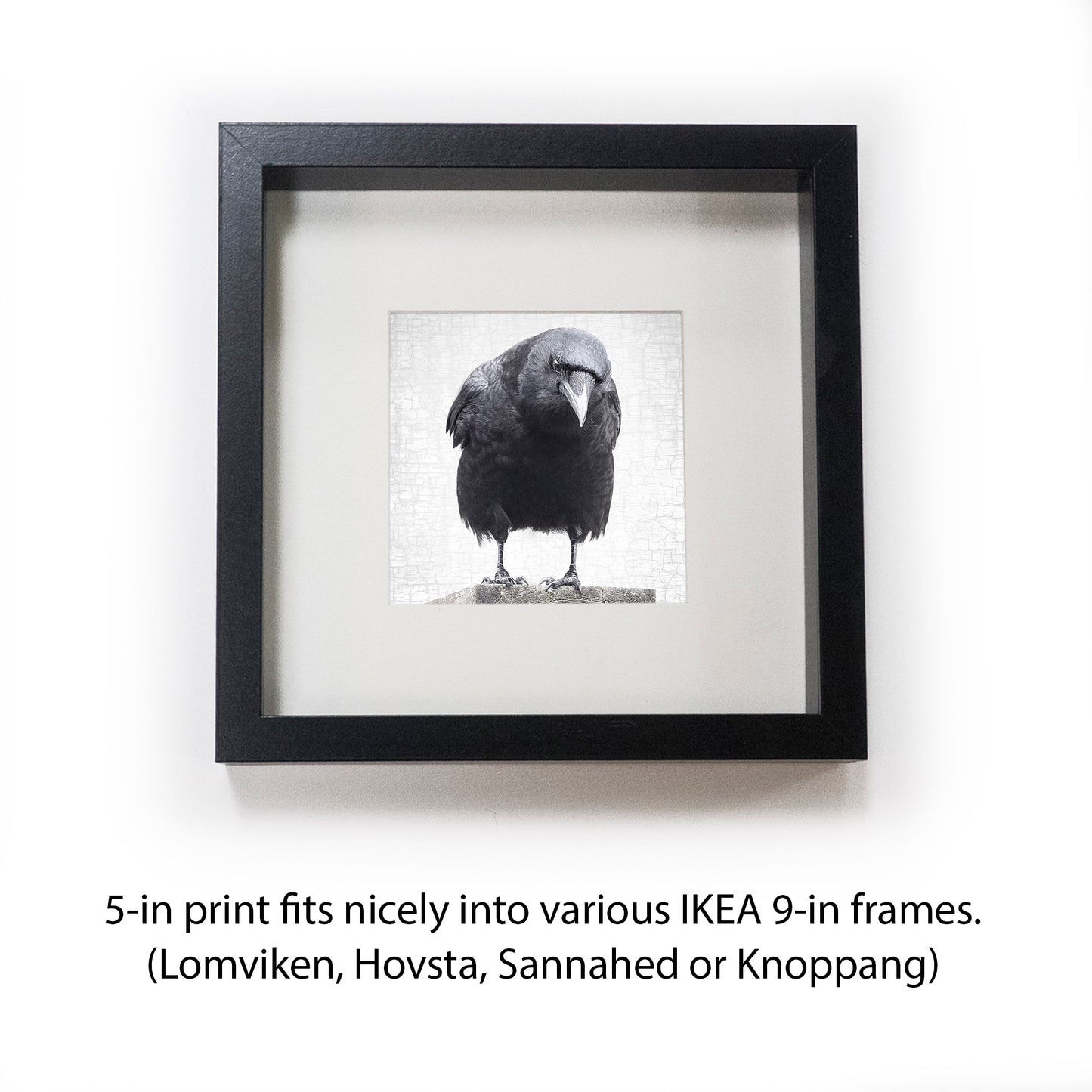 THE PROFESSOR - Fine Art Print, Crow Portrait Series