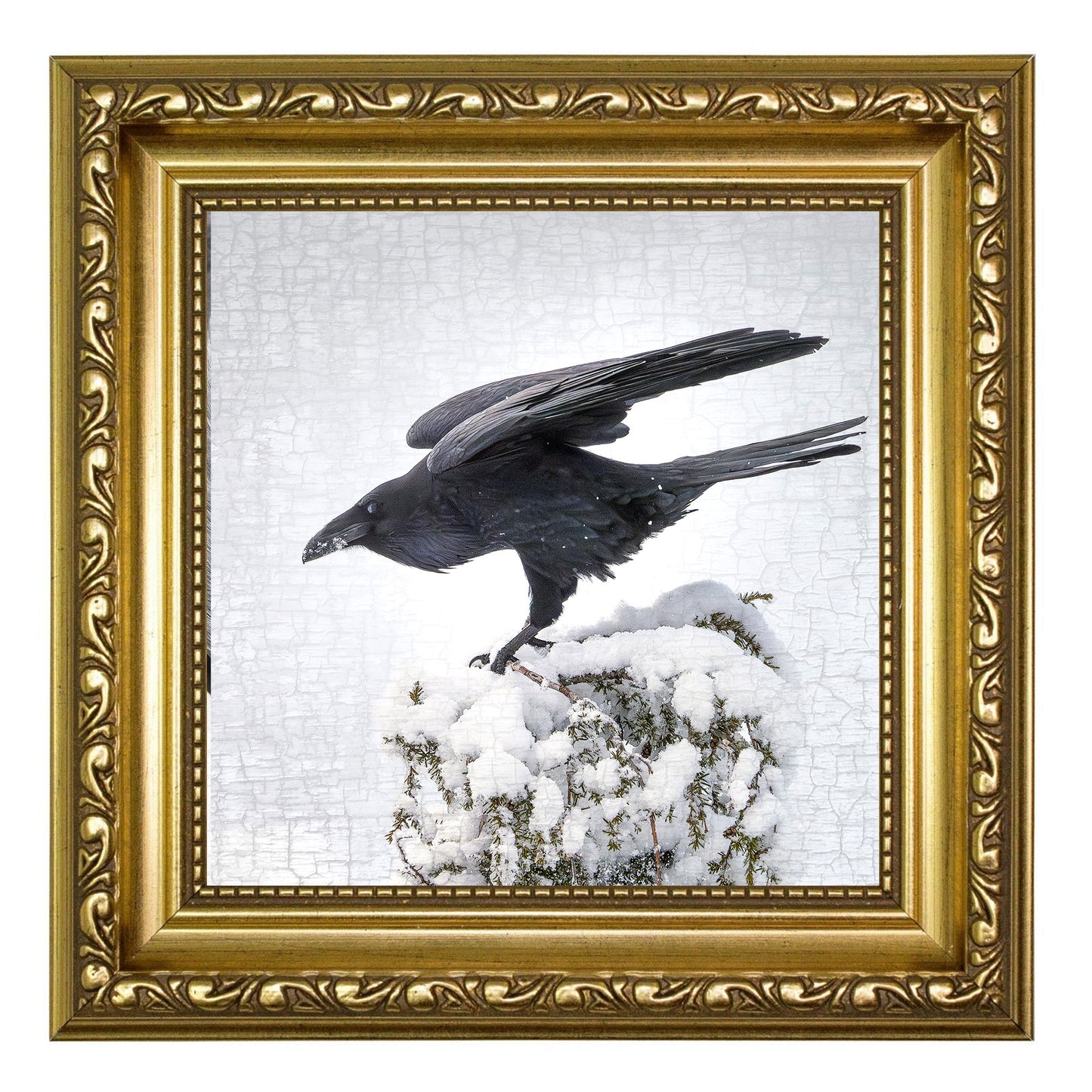 RAVEN LANDING - Fine Art Print, Raven Portrait Series