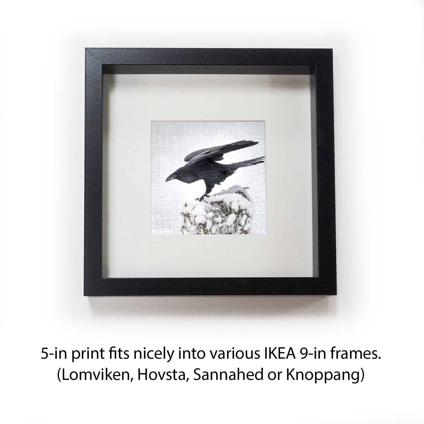 RAVEN LANDING - Fine Art Print, Raven Portrait Series