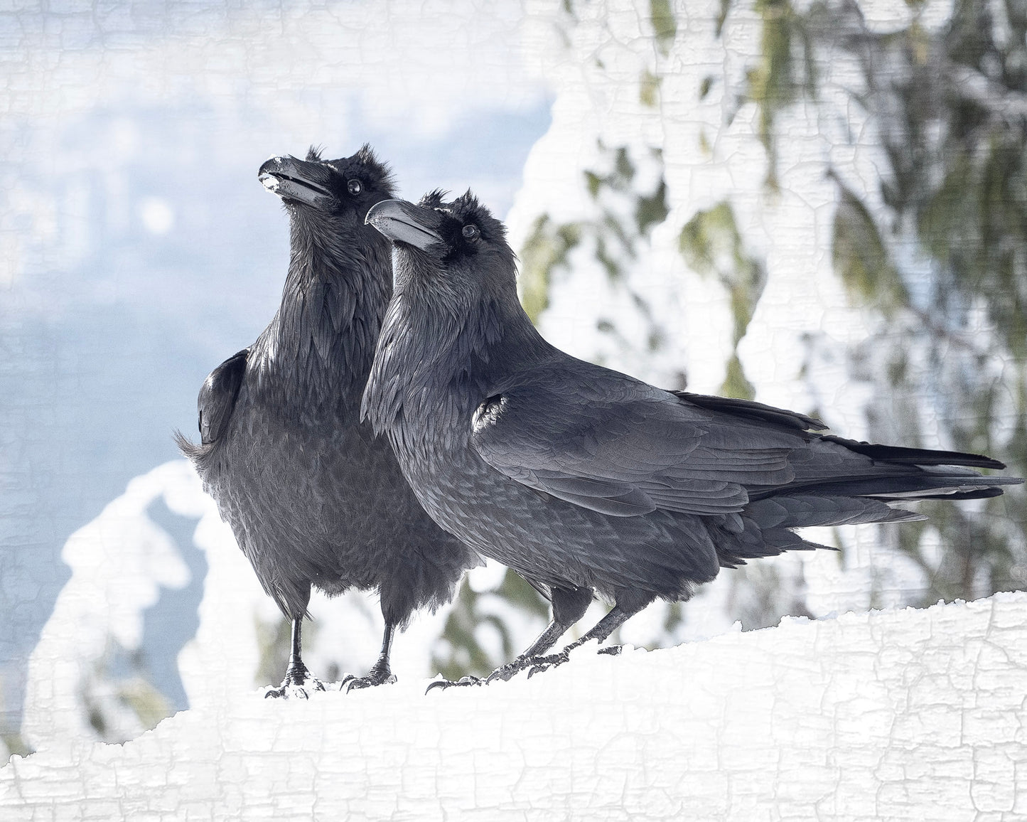 RAVENS WITH A VIEW - Fine Art Print, Raven Portrait Series