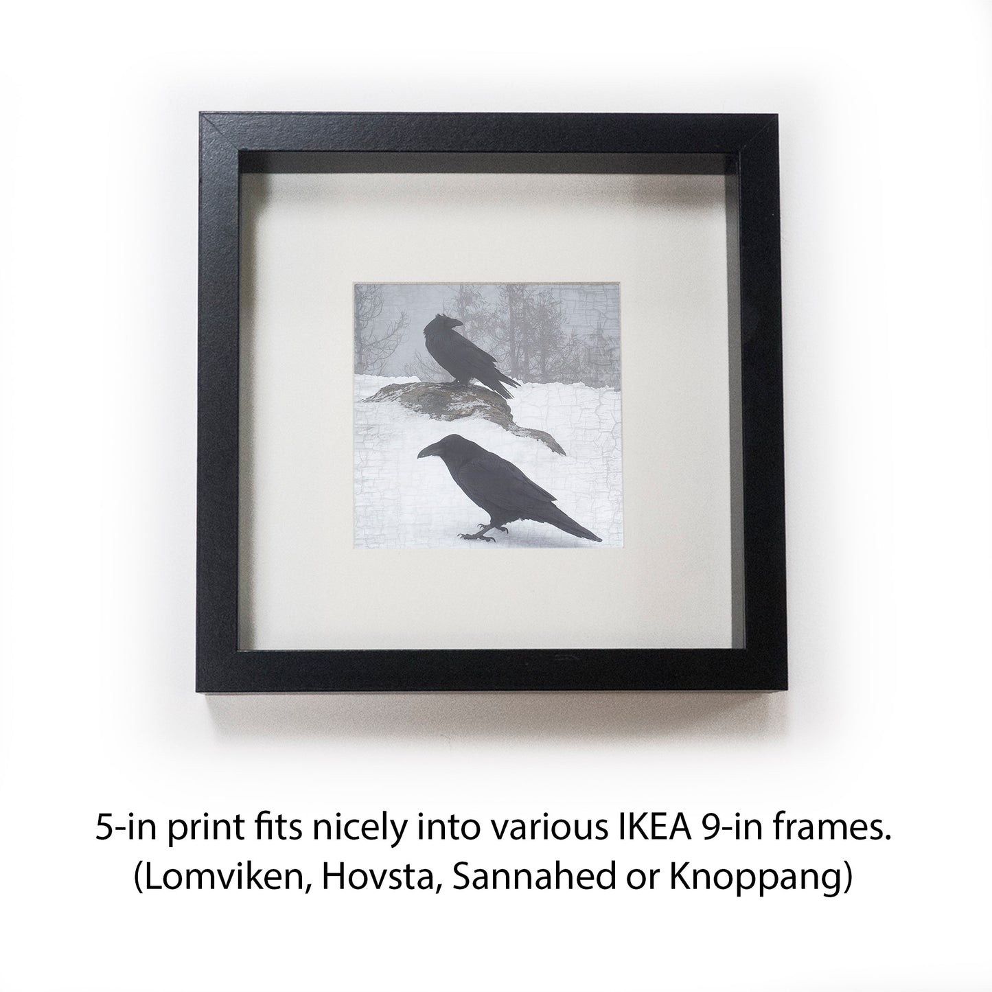 RAVENS-IN-A-MIST - Fine Art Print, Raven Portrait Series