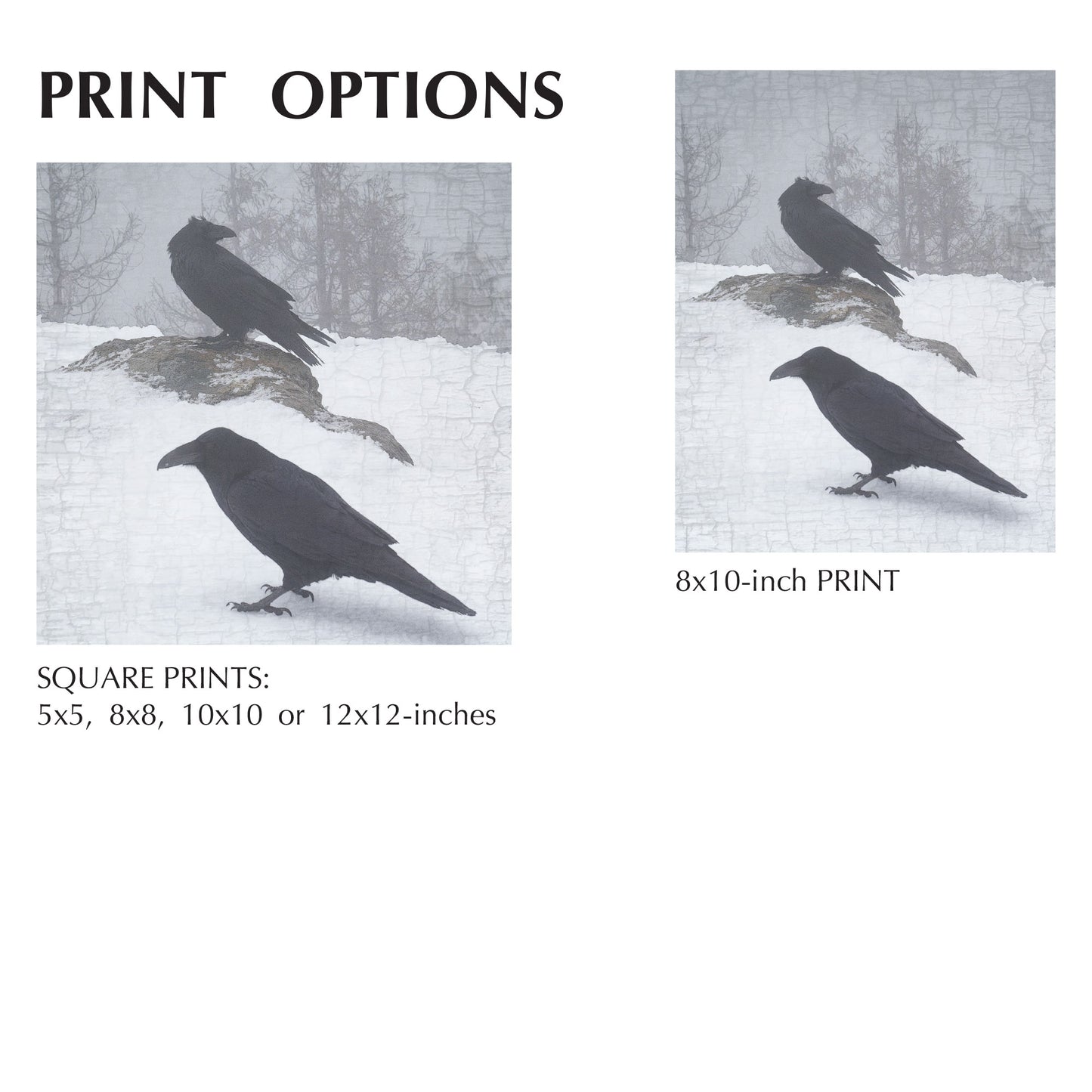 RAVENS-IN-A-MIST - Fine Art Print, Raven Portrait Series