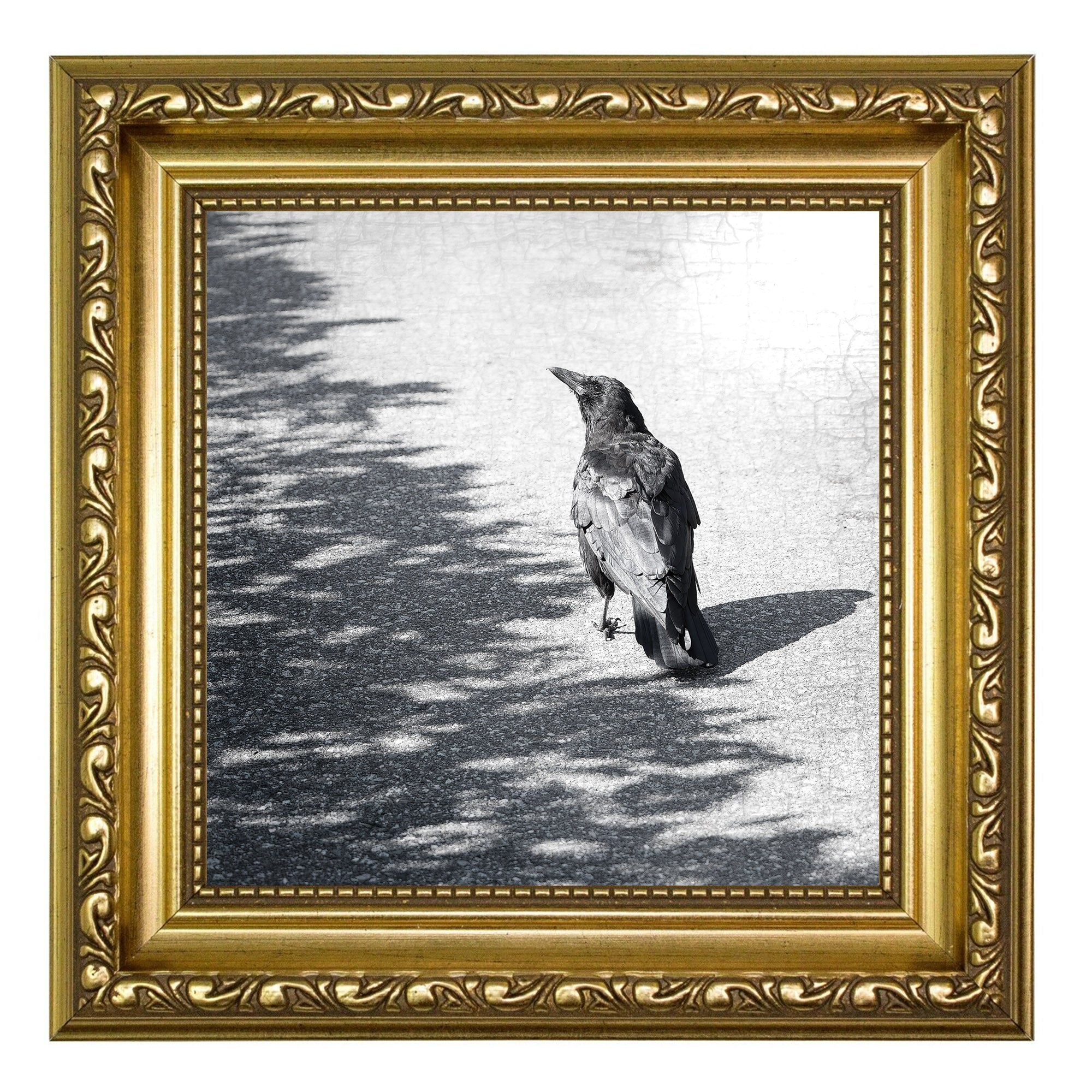 BORDERLINE - Fine Art Crow Photography Print