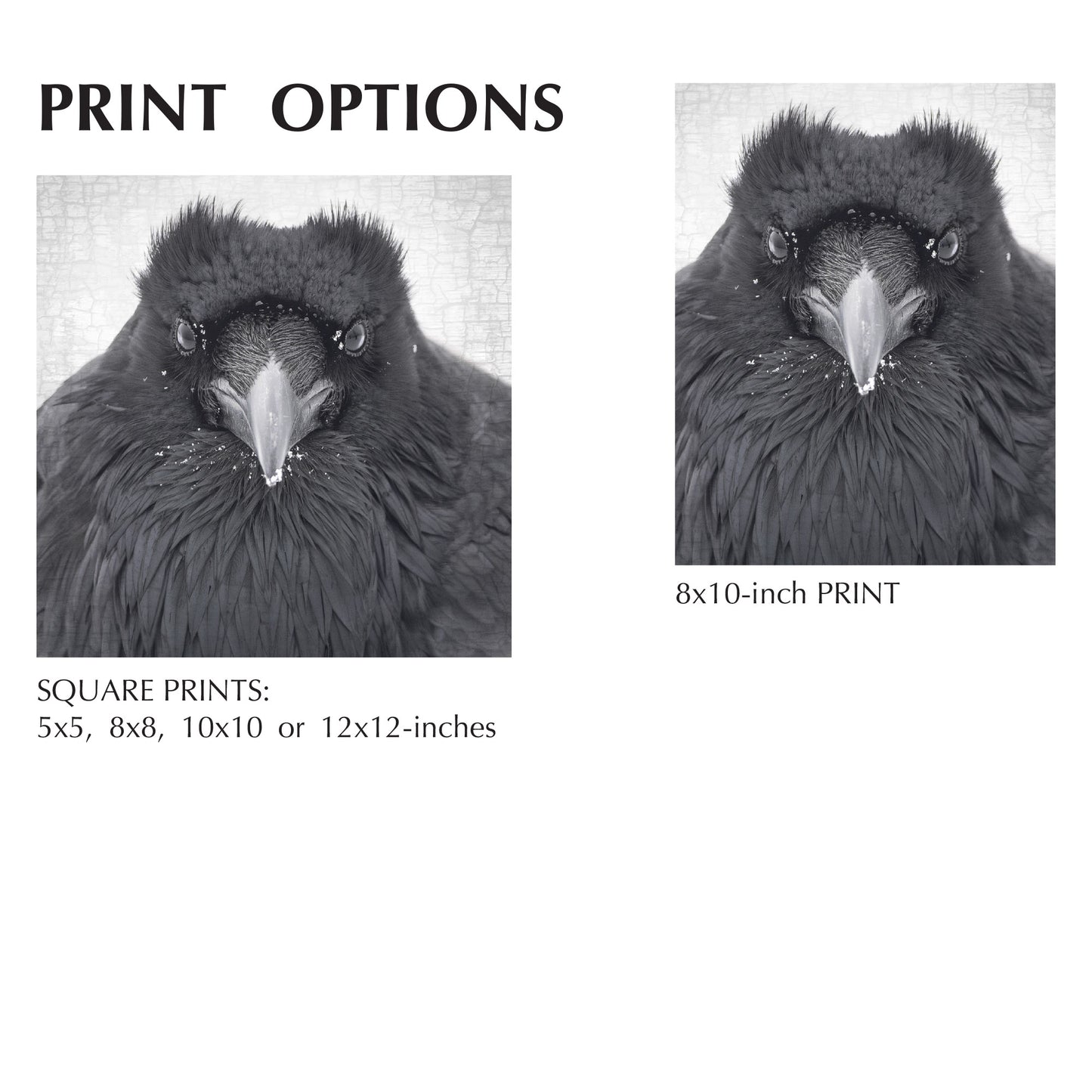 WATCHER IN THE SNOW - Fine Art Print, Raven Portrait Series