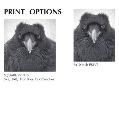 WATCHER IN THE SNOW - Fine Art Print, Raven Portrait Series