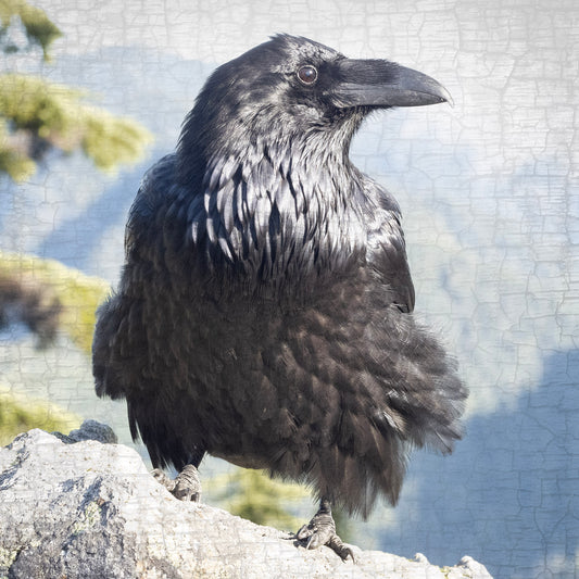 HERE COMES THE SUN - Fine Art Print, Raven Portrait Series