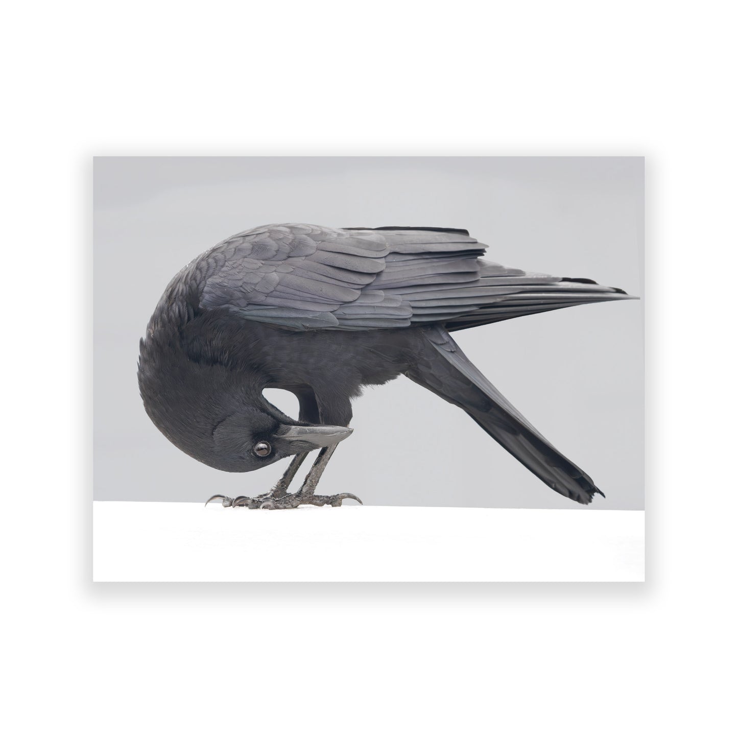 Set of 12 CROW CHARACTERS Postcards by June Hunter