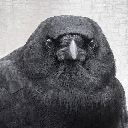 TENACIOUS- Fine Art Print, Crow Portrait Series