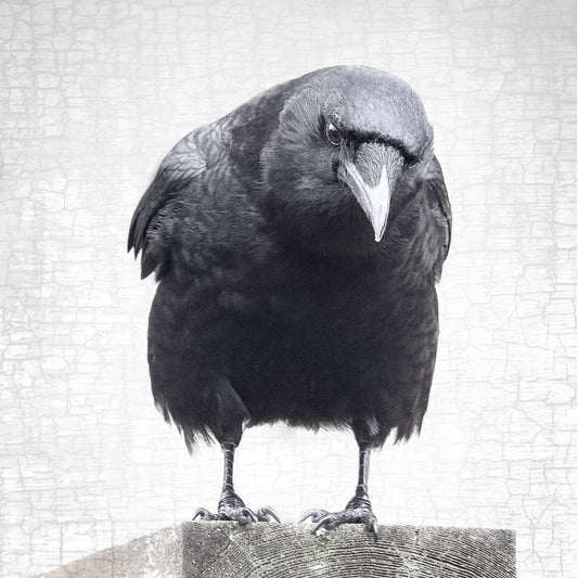 THE PROFESSOR - Fine Art Print, Crow Portrait Series