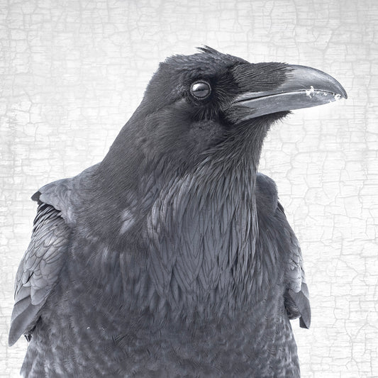 THE RAVEN OF CONCERN - Fine Art Print, Raven Portrait Series