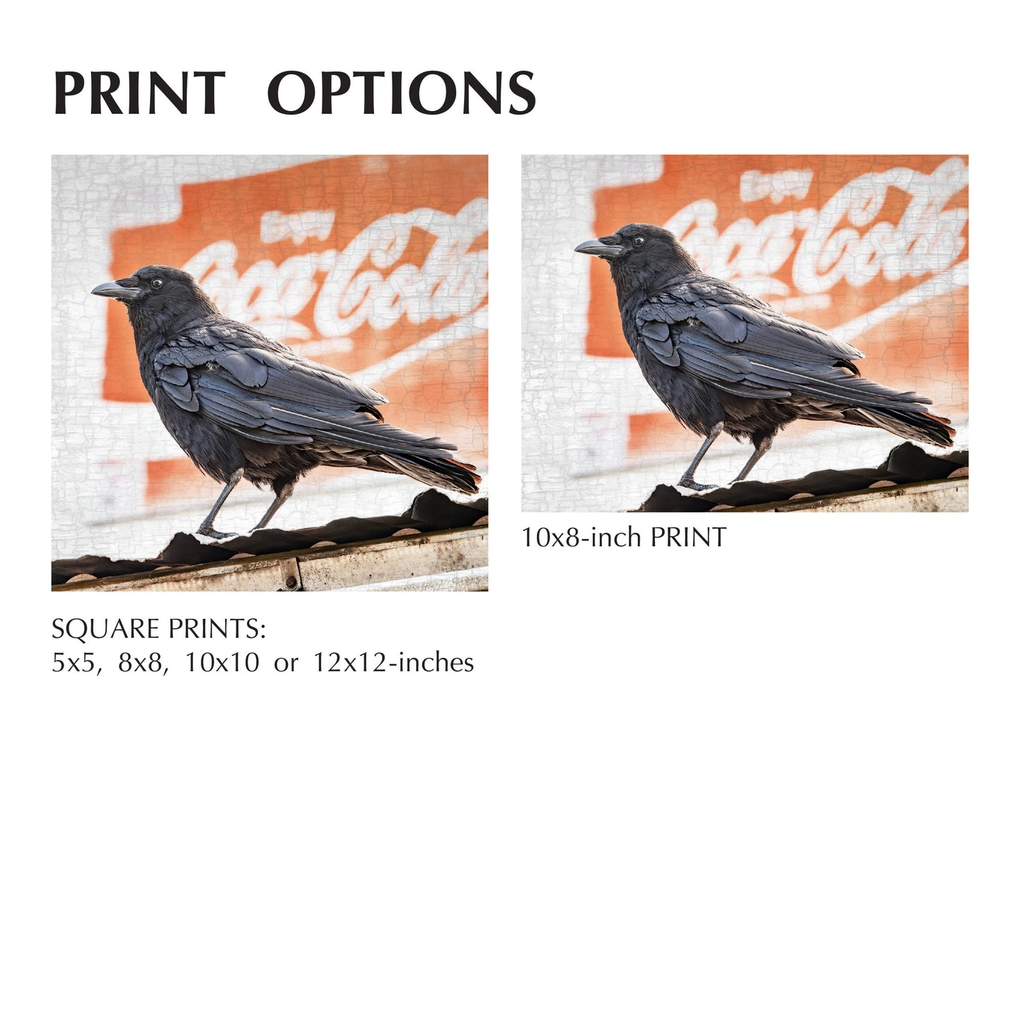 THINGS GO BETTER WITH CROWS - Fine Art Print, Crow Portrait Series