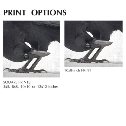 UPSIDE DOWN - Fine Art Print, Crow Portrait Series